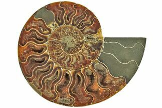 Cut & Polished Ammonite Fossil (Half) - Madagascar #212880