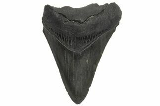 Serrated, Juvenile Megalodon Tooth - South Carolina #213000