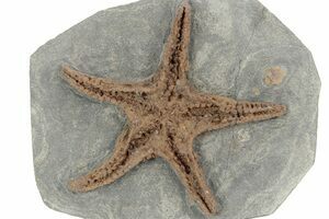 Spectacular Fossil Sand Dollar Cluster - 15 Tall (#31592) For Sale 