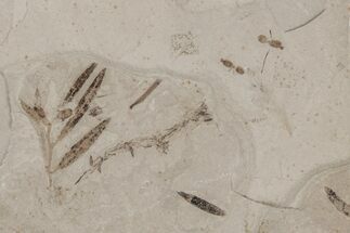 Plate of Fossil Leaves and Ants - Green River Formation, Utah #213395