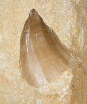 Fossil Mosasaur Tooth In Rock #13138