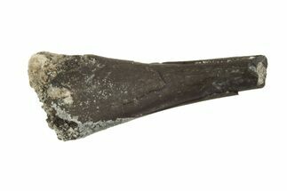 Permian Reptile Limb Bone - Oklahoma #213222
