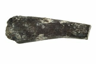 Permian Reptile Limb Bone - Oklahoma #213230