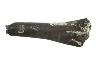 Permian Reptile Limb Bone - Oklahoma #213232