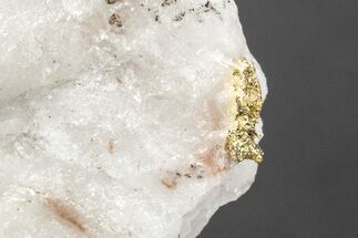 Native Gold Formation in Quartz - Morocco #213530