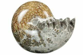 Polished Agatized Ammonite (Phylloceras?) Fossil - Madagascar #213773