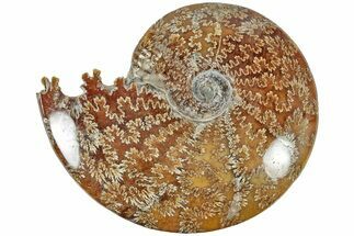 Polished Ammonite (Cleoniceras) Fossil - Madagascar #209871