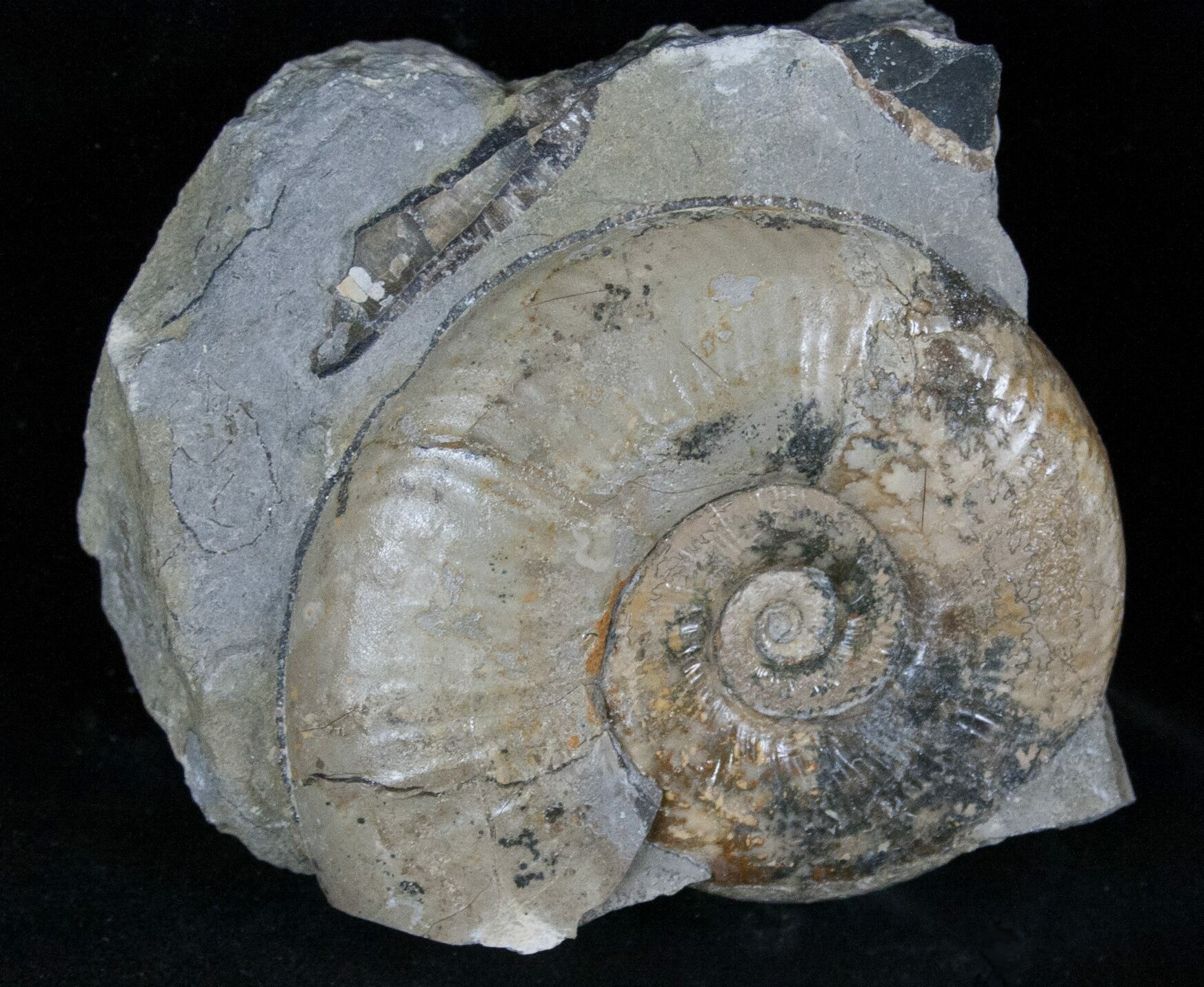 largest ammonite fossil