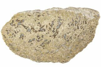 Polished Dinosaur Bone (Gembone) Slab - Morocco #214048
