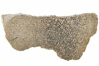 Polished Dinosaur Bone (Gembone) Slab - Morocco #214049