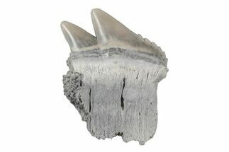 Partial, Fossil Cow Shark (Notorhynchus) Tooth - Aurora, NC #184560