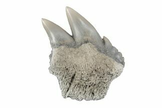 Partial, Fossil Cow Shark (Notorhynchus) Tooth - Aurora, NC #184570