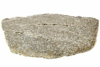 Polished Dinosaur Bone (Gembone) Slab - Morocco #214019