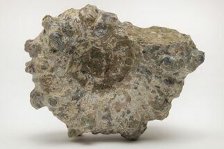 Bumpy Ammonite (Douvilleiceras) Fossil - Madagascar #205041