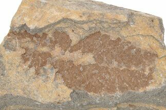 Ordovician Soft-Bodied Fossil (Duslia?) - Morocco #80272