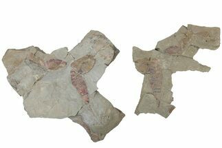 Multiple Soft-Bodied Fossil Aglaspids (Tremaglaspis) - Morocco #114805