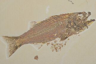 Excellent Fish Fossil (Mioplosus) - Wyoming #214143