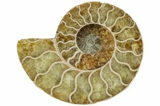 Cut & Polished Ammonite Fossil (Half) - Madagascar #206830