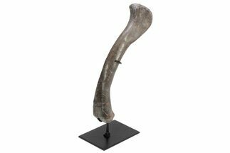 Phenomenal, Fossil Phytosaur Femur With Metal Stand - Texas #214256