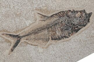 Fossil Fish (Diplomystus) - Green River Formation #214114