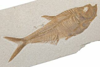 Fossil Fish (Diplomystus) - Green River Formation #214127