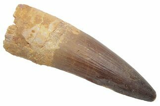 Huge, Real Spinosaurus Tooth - Excellent Quality! #214308