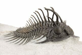 Nice Spiny Comura Trilobite With Morocops #214403