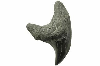 Rare, Fossil Shark (Parotodus) Tooth - South Carolina #214479
