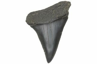 Fossil Broad-Toothed Mako Tooth - South Carolina #214590