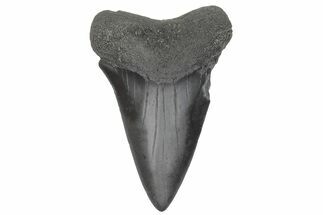 Fossil Broad-Toothed Mako Tooth - South Carolina #214599