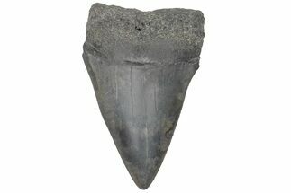 Fossil Broad-Toothed Mako Tooth - South Carolina #214604