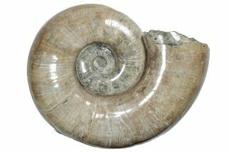 Polished Ammonite (Argonauticeras) Fossil - Giant Specimen! #214773