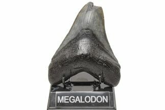 Partial Megalodon Tooth - South Carolina #214718