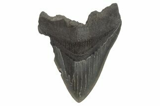 Fossil Megalodon Tooth - South Carolina #214721