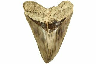 Serrated, Fossil Megalodon Tooth - Indonesia #214761
