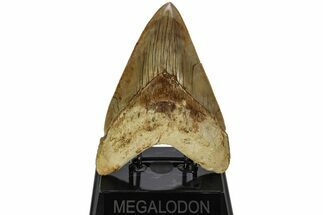 Serrated, Fossil Megalodon Tooth - Indonesia #214768