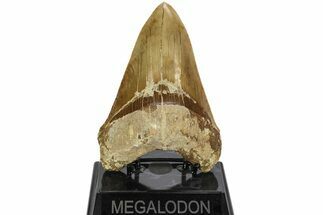 Serrated, Fossil Megalodon Tooth - Indonesia #214801
