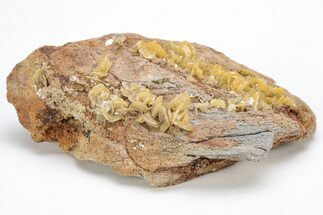 Yellow Wulfenite Crystals - Lucin, Utah #214806