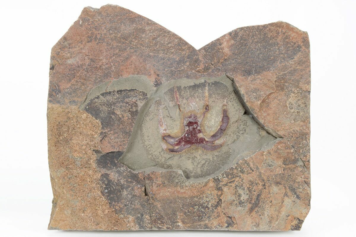 19 Soft Bodied Marrellomorph Furca Fossil Positive And Negative 214979 For Sale 