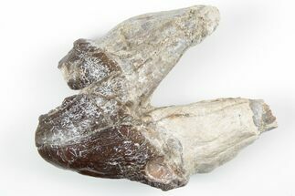 Fossil Primitive Whale (Pappocetus) Molar - Morocco #215129