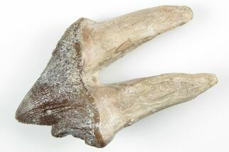 Fossil Primitive Whale (Pappocetus) Premolar - Morocco #215131