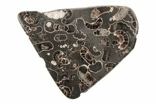 Polished Ammonite (Promicroceras) Slice - Marston Magna Marble #211347