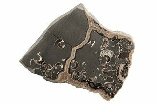 Polished Ammonite (Promicroceras) Slice - Marston Magna Marble #211366