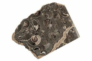 Polished Ammonite (Promicroceras) Slice - Marston Magna Marble #211367