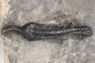 Devonian Crinoid Fossil - Issoumour, Morocco #215212