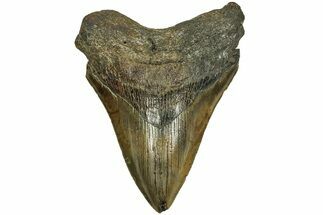 Fossil Megalodon Tooth - South Carolina #204602