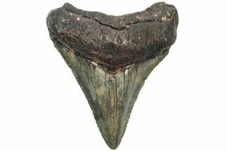 Juvenile Megalodon Tooth - South Carolina #213053