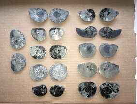 Clearance Lot: Cretaceous Pyritized Ammonite Fossils - Pairs #215245