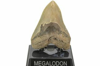 Fossil Megalodon Tooth - North Carolina #204562