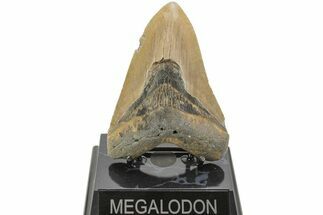 Fossil Megalodon Tooth - North Carolina #204563